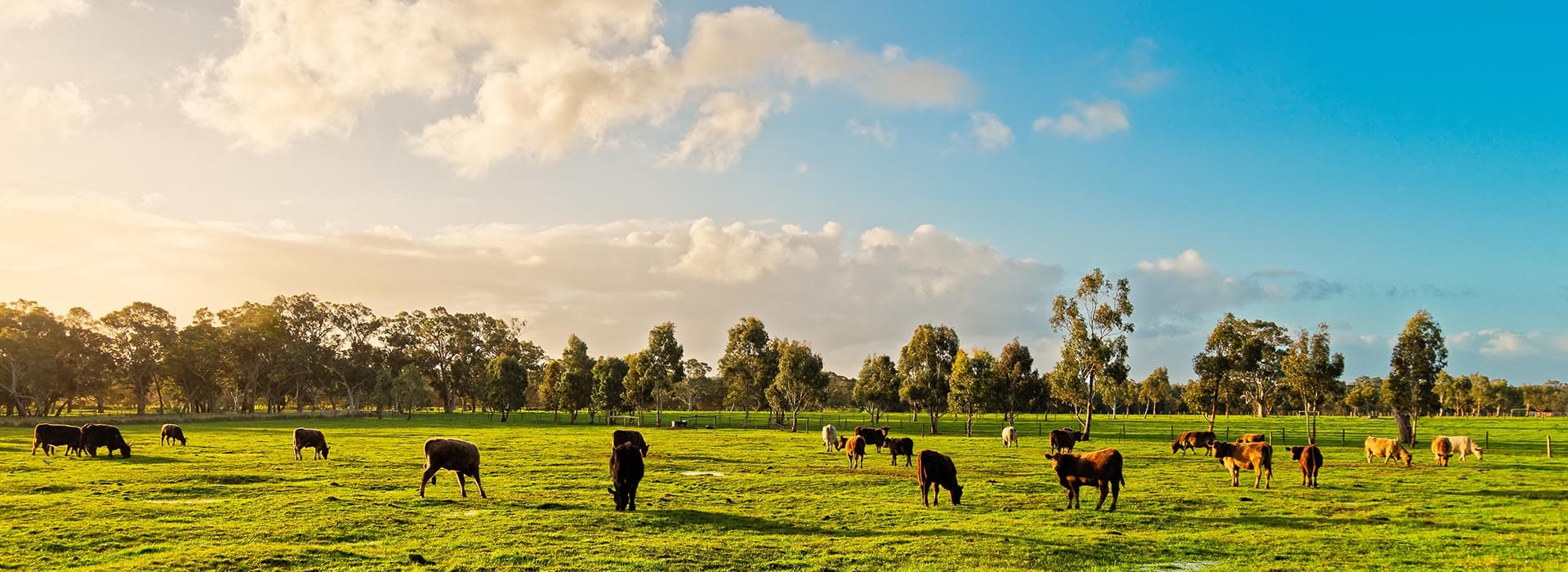 Meet Your Local Funeral Directors For Badgerys Creek