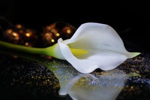 Emu Plains - Funeral Service Floral
